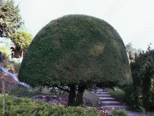 Obraz na płótnie In Form geschnittener Lebensbaum im Garten w salonie