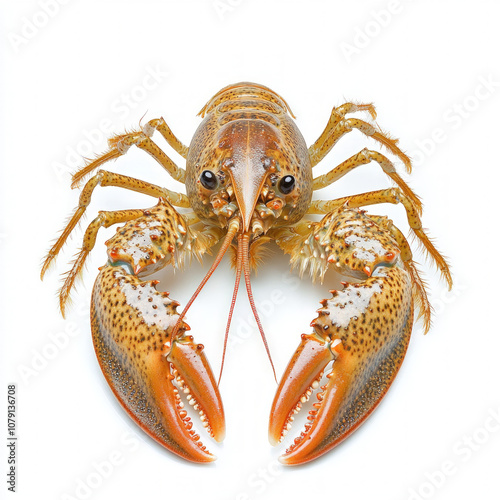 Crayfish Isolated