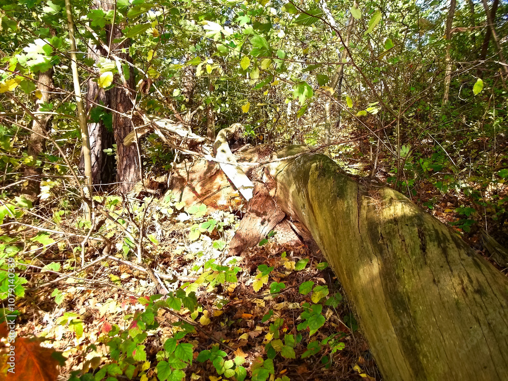 Todholz im Wald in der Uckermark
