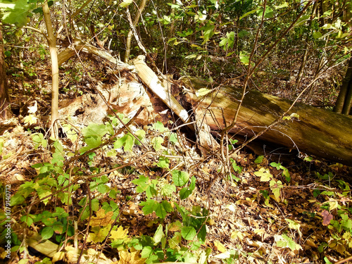 Todholz im Wald in der Uckermark photo