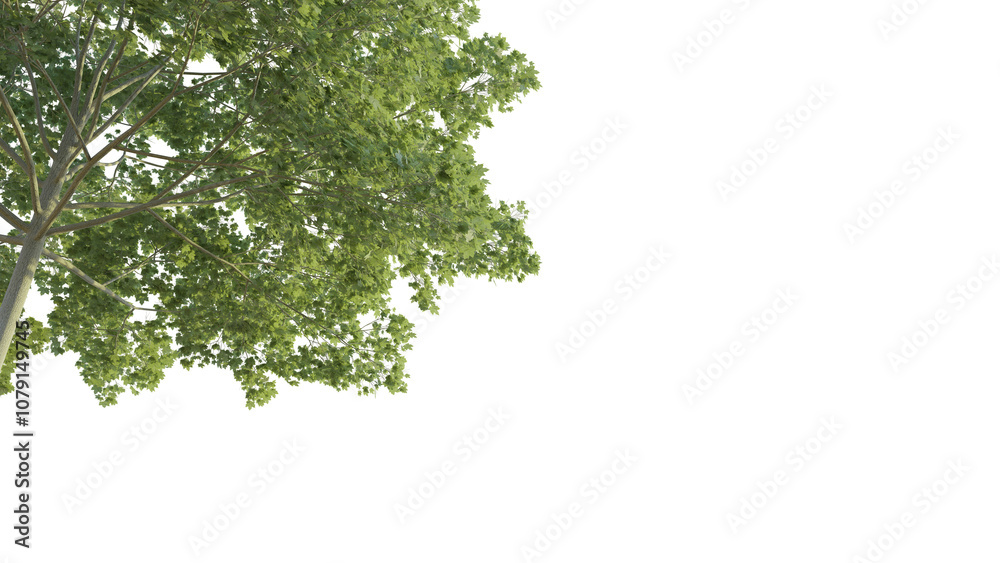 Acer campestre tree corner 4k png cutout isolate
