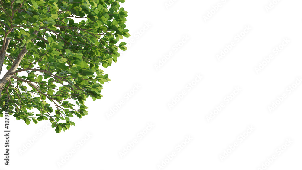Terminalia catappa tree corner 4k png cutout isolate Terminalia catappa tree corner 4k png cutout isolate