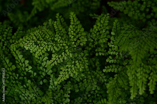 Close-up of lush green fern leaves creating a natural pattern in a shaded forest