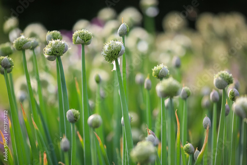 Blooming plant Allium