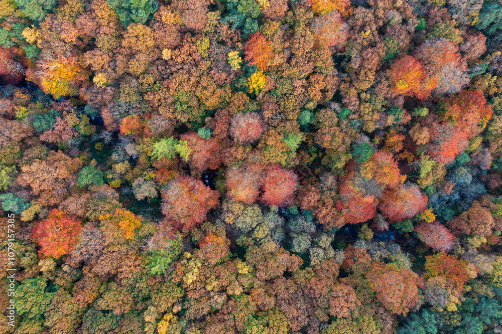 Dramatic aerial drone landscape image of Autumn Fall forest in misty morning in Peak District during peak colour Dramatic aerial drone landscape image of Autumn Fall forest in misty morning in Peak District during peak colour