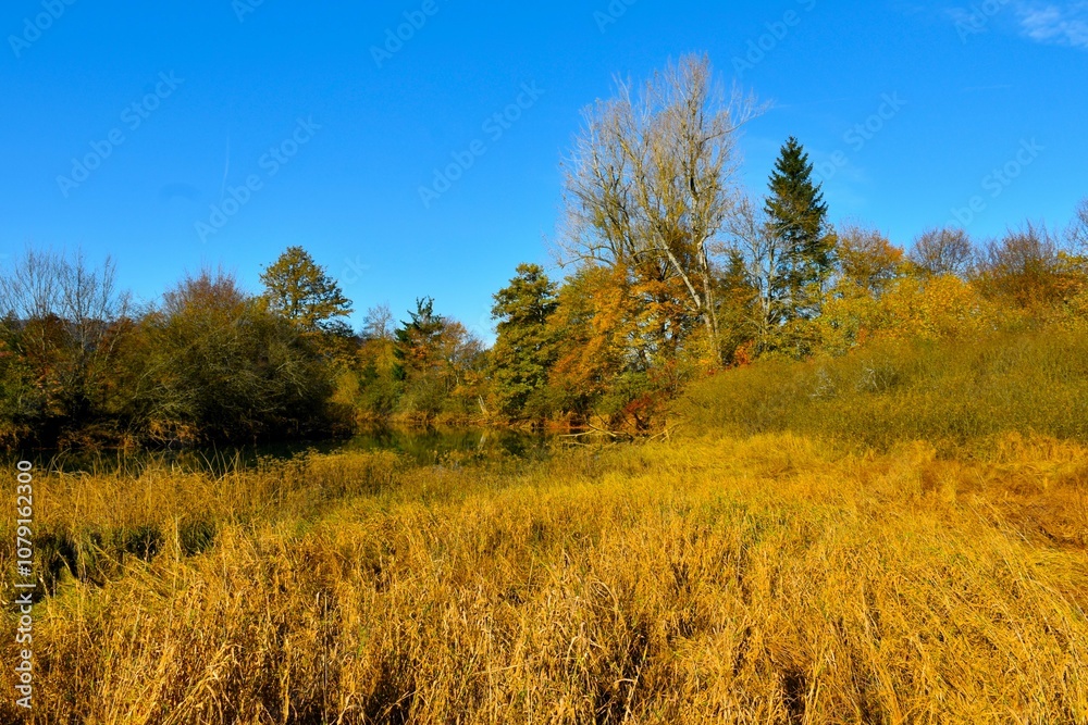 Field of reeds at Stržen river at Cerkniško Polje in Slovenia Field of reeds at Stržen river at Cerkniško Polje in Slovenia