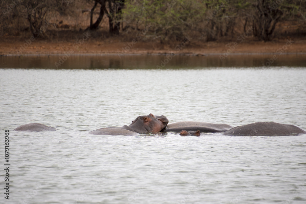Fototapeta premium hippopotame immergé dans l