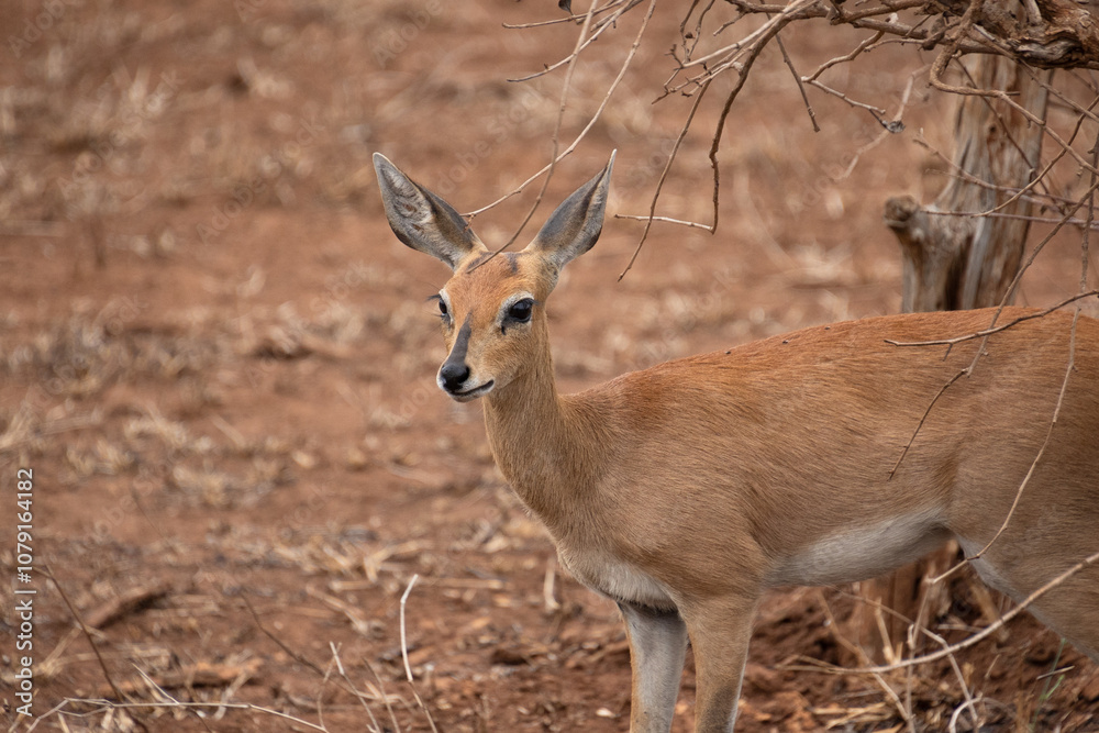 Impalas dans le Parc National Kruger, Afrique du Sud Impalas dans le Parc National Kruger, Afrique du Sud