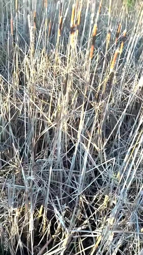 Close-up view of tall, dry cattails and reeds in a marshland. The dense vegetation sways gently, creating a textured display of natural patterns and rustic beauty under soft natural light.