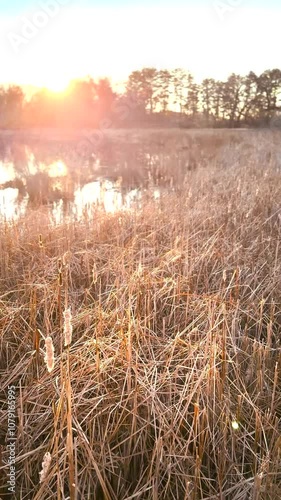 Golden sunlight bathes a wetland scene at sunset, reflecting off calm water surrounded by cattails and reeds. The soft light and warm tones create a serene and picturesque natural atmosphere.