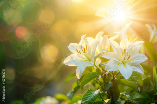 Beautiful white lily flowers blooming in the garden with a sunlight background.