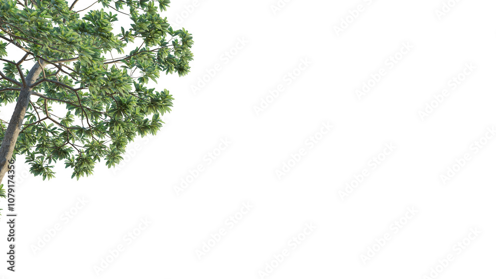 Alstonia scholaris tree corner 4k png cutout isolate Alstonia scholaris tree corner 4k png cutout isolate