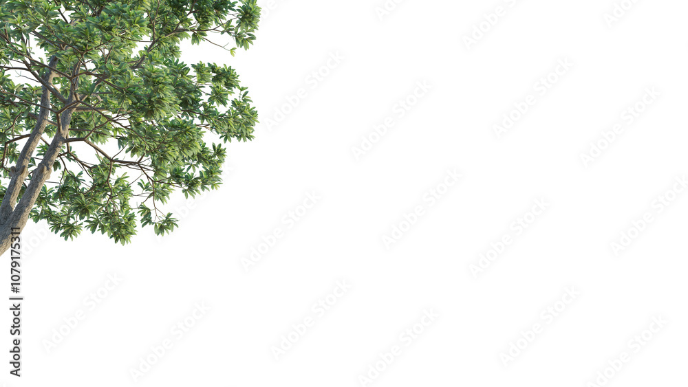 Alstonia scholaris tree corner 4k png cutout isolate Alstonia scholaris tree corner 4k png cutout isolate