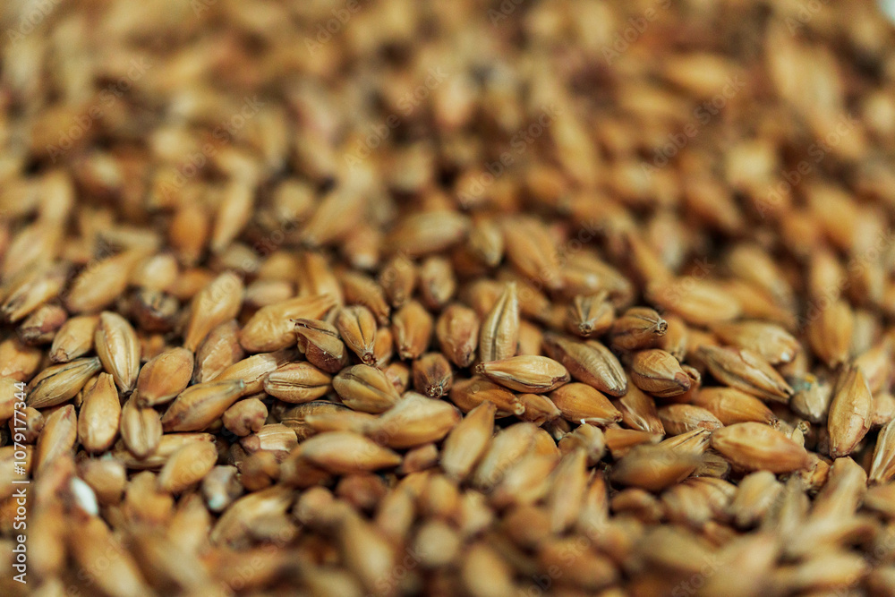 Obraz premium A close-up of barley kernels, ready for malting and brewing