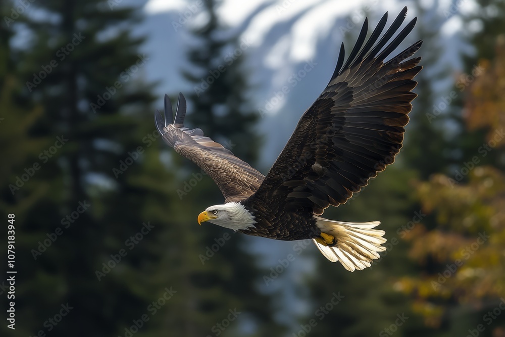 Obraz premium Bald Eagle in Flight over Forest Landscape