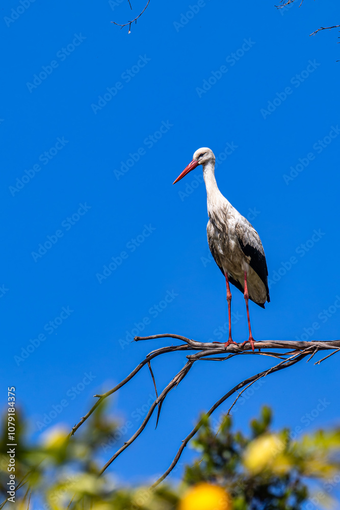 White Storks, Ciconia ciconia at Povoa e Meadas Dam in Castelo de Vide, Alentejo, Portugal White Storks, Ciconia ciconia at Povoa e Meadas Dam in Castelo de Vide, Alentejo, Portugal