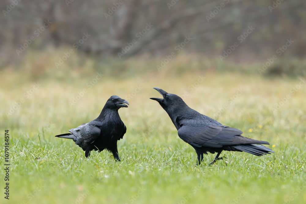 Obraz premium Rozmowa kruków