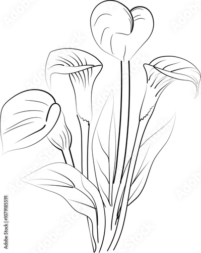 Sketch of outline calla flower coloring book hand drawn vector illustration artistically engraved ink art blossom calla flowers, aesthetic flower coloring pages isolated on white background clip art 