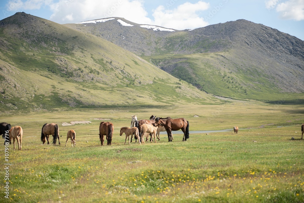 Mongolian horses grazing at summer pasture. Mongolian horses grazing at summer pasture.