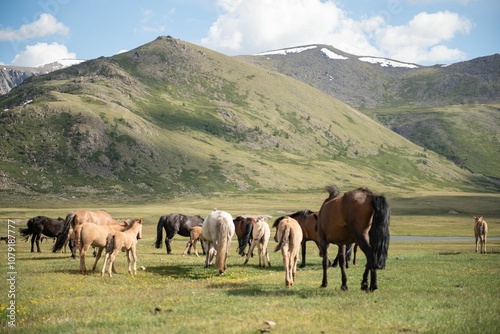 Mongolian horses grazing at summer pasture. photo