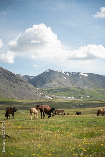 Mongolian horses grazing at summer pasture. photo