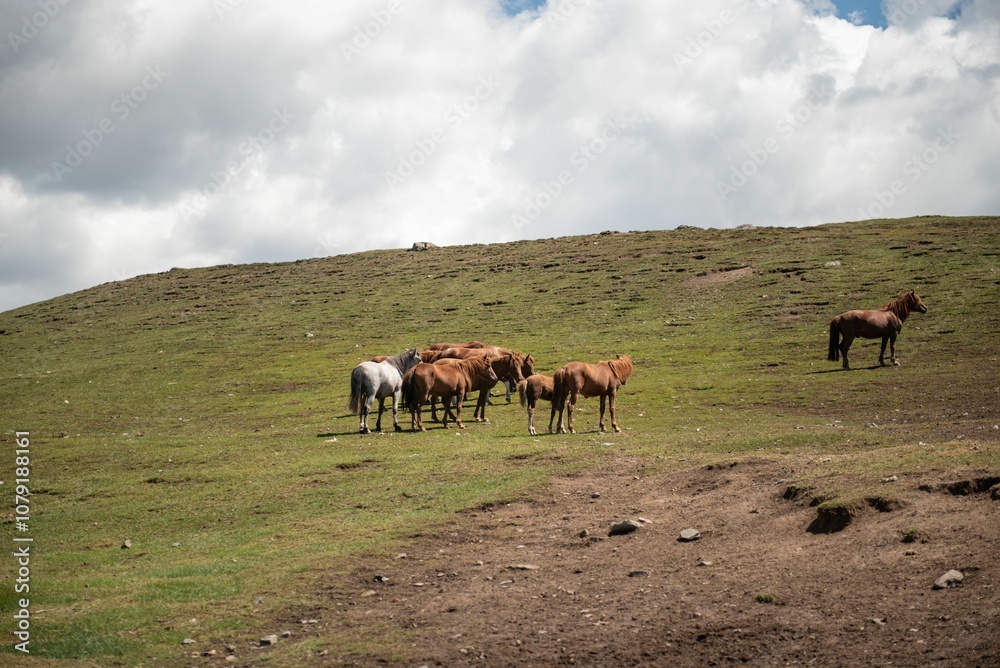 Mongolian horses grazing at summer pasture. Mongolian horses grazing at summer pasture.