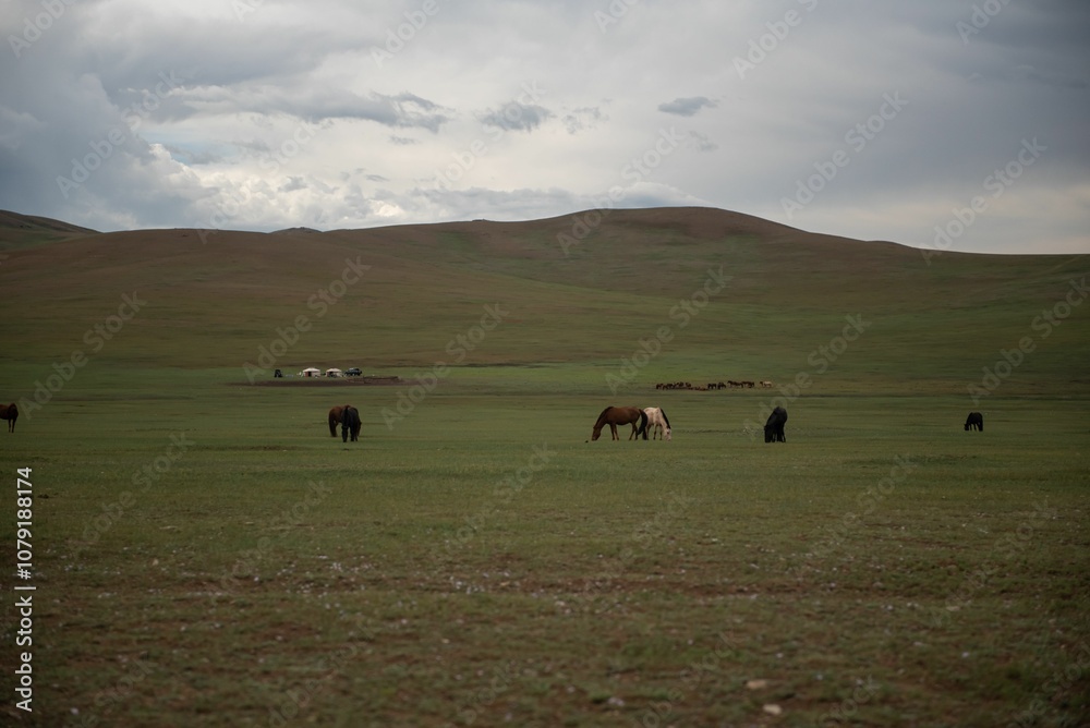 Mongolian horses grazing at summer pasture. Mongolian horses grazing at summer pasture.