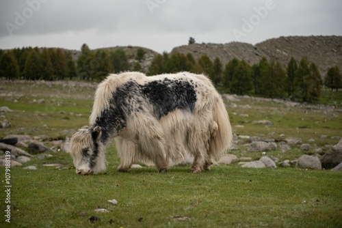 Mongolian horses grazing at summer pasture. photo