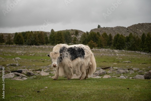 Mongolian horses grazing at summer pasture. photo