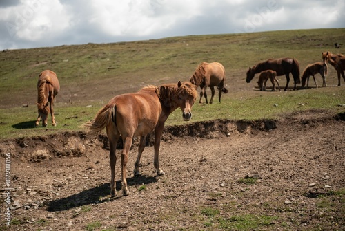 Wallpaper Mural Mongolian horses grazing at summer pasture. Torontodigital.ca