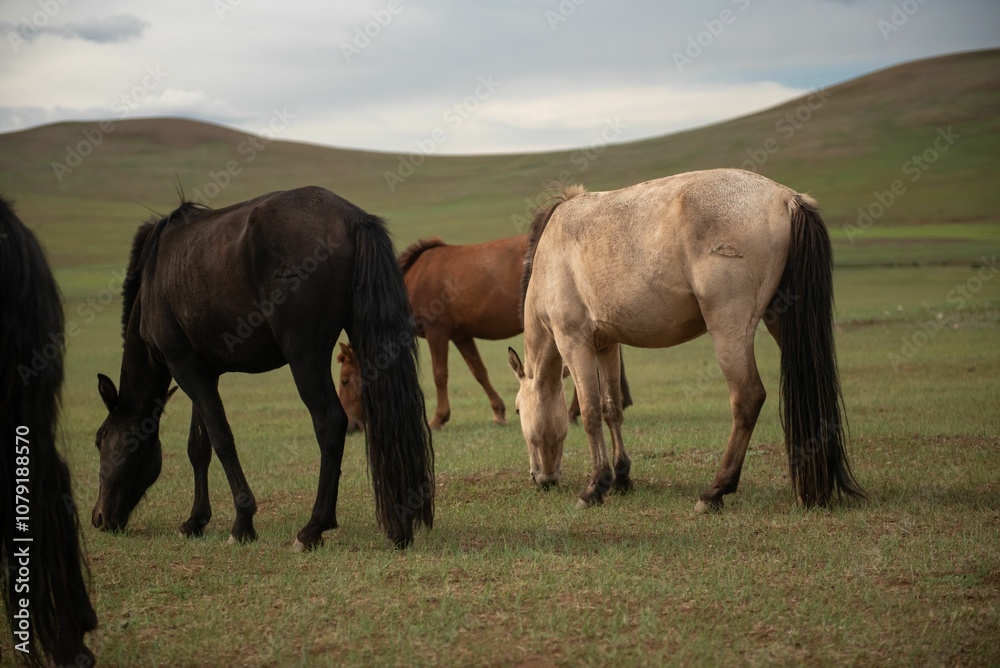 Fototapeta premium Mongolian horses grazing at summer pasture.