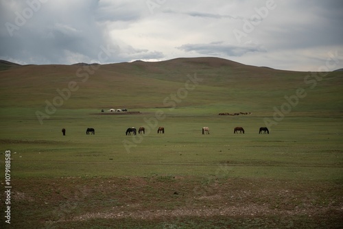 Mongolian horses grazing at summer pasture. photo