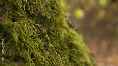 Moss growing on a tree. forest. panorama.