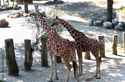 Group of giraffes in a nature park photo