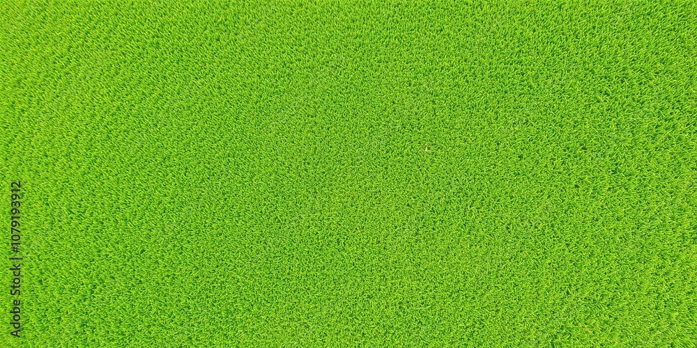 Green grass background on a lush golf course with perfectly manicured lawn, golf courses Green grass background on a lush golf course with perfectly manicured lawn, golf courses