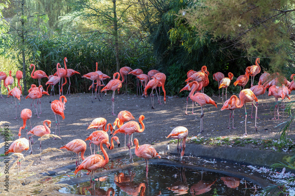 Naklejka premium A flock of pink flamingo birds in the park