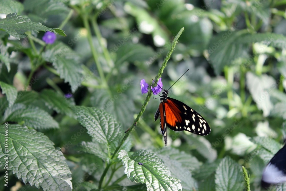 butterfly on flower butterfly on flower