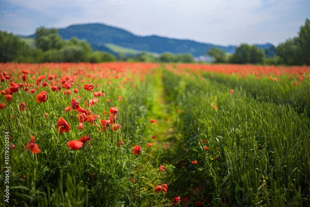 Poppy field and road.