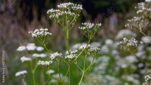 Common valerian (Valeriana Officinalis) is bllossoming