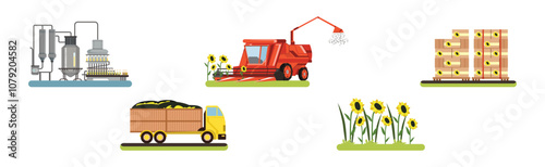 Sunflower Organic Oil Production Process Stage Vector Set