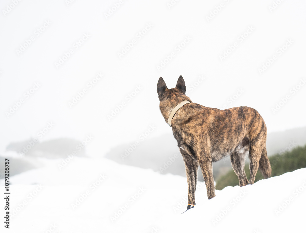 Dutch shepherd dog in the snow mountains Dutch shepherd dog in the snow mountains