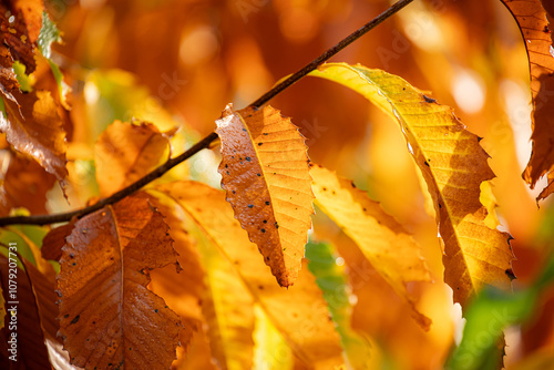 Close up of Fall leafs Cape cod forest 