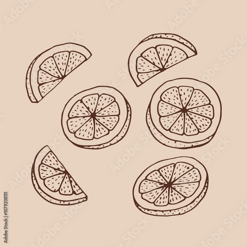 Lemon slices hand drawn illustration. Vector isolated