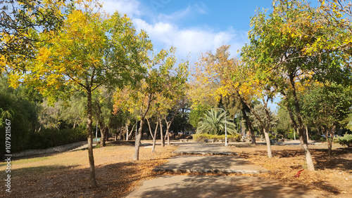 Ash trees (Fraxinus excelsior) in a city park in autumn