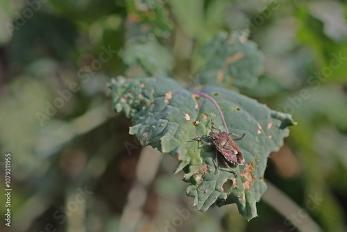 A lot of brown marmorated stink bugs Halyomorpha halys agricultural pest are eating kale leaves. photo