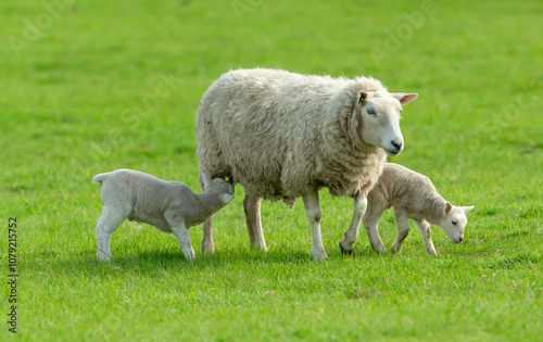 Sheep, mother sheep with her two young lambs in Springtime with one lamb suckling. Yorkshire Dales, UK. Clean green background.  Space for copy. Horizontal.