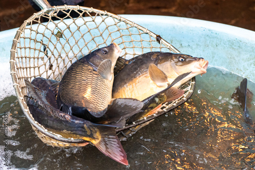 Living carps at water tank, traditional  Christmas market, Prague, Czech republic