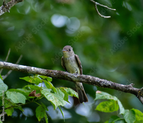 Eastern Wood Pewee