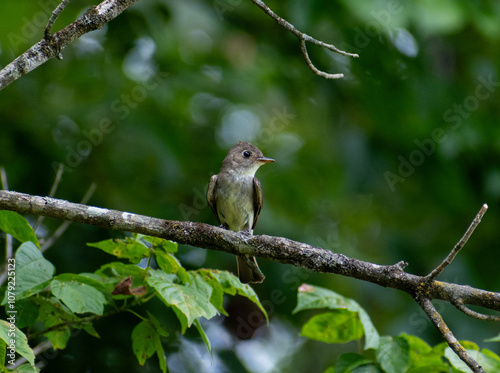 Eastern Wood Pewee