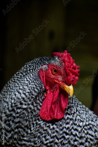 Portrait of a Rooster